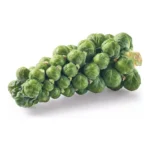 BRUSSEL SPROUTS