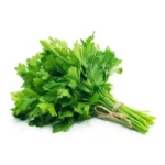 FRESH CILANTRO