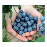 BLUEBERRIES MAINLAND FARMS 6Z